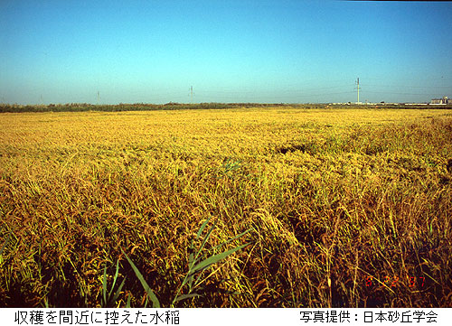 収穫を間近に控えた水稲