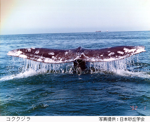 コククジラ