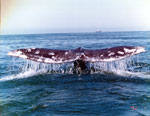 コククジラ