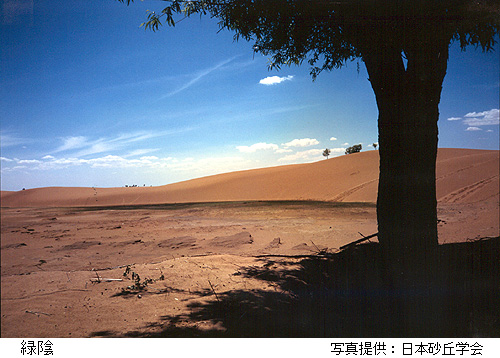 緑陰