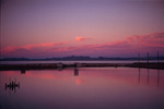 Light pink(紅梅)