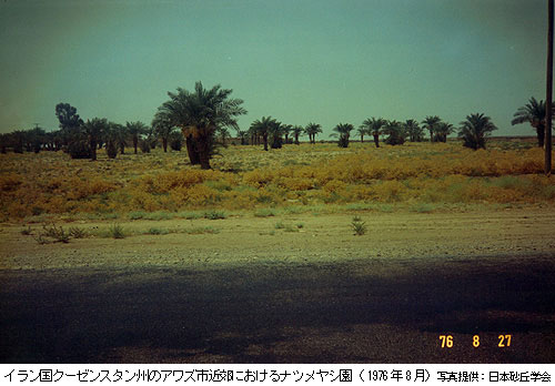 イラン国クーゼンスタン州のアワズ市近郊におけるナツメヤシ園（1976年8月）